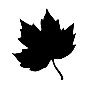 Black Maple Leaf Silhouette Vector