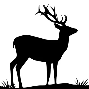 Silhouette Deer Standing in Grass