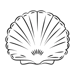 Black and White Seashell Illustration