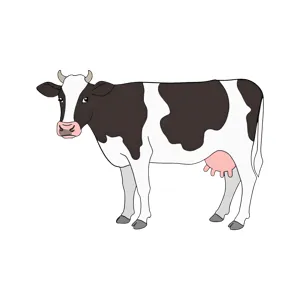 Cute Cartoon Cow Illustration