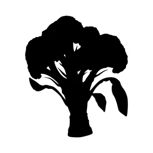 Silhouette Broccoli Vegetable Graphic
