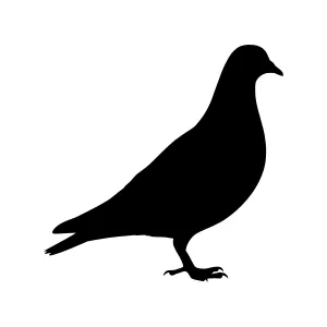 Silhouette Pigeon Bird Graphic Vector