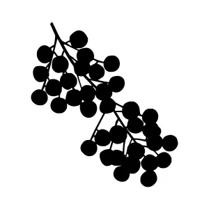 Black Berry Vine Silhouette