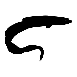 Black Eel Silhouette Vector Illustration