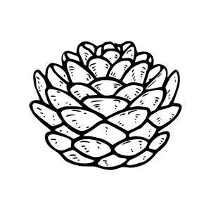 Black & White Pine Cone Illustration