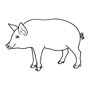 Line Art Pig Illustration - Minimalist Animal Vector