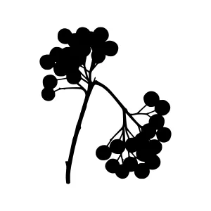 Black Berry Branch Silhouette