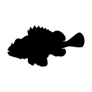 Black Grouper Fish Silhouette
