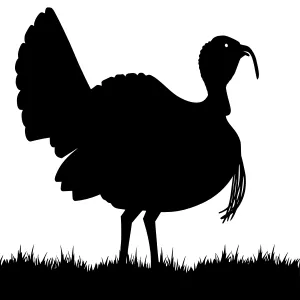 Black Turkey Silhouette on Grass