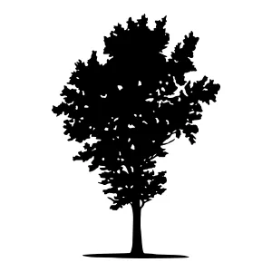 Silhouette Tree - Black on White