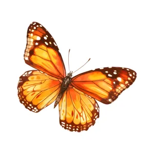 Watercolor Monarch Butterfly Illustration