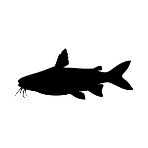 Catfish Silhouette Vector Illustration