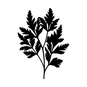 Black Fern Leaf Silhouette Vector Illustration