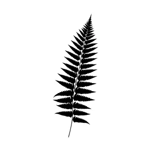 Black Fern Silhouette on White Background