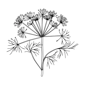 Black Line Drawing Dill Plant