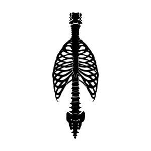 Skeleton Outline - Human Ribcage & Spine