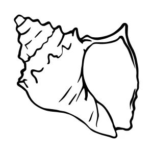 Black Outline Seashell Illustration