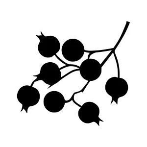 Black Berry Branch Silhouette Vector