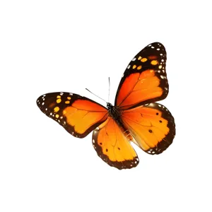Orange Monarch Butterfly - Close-Up
