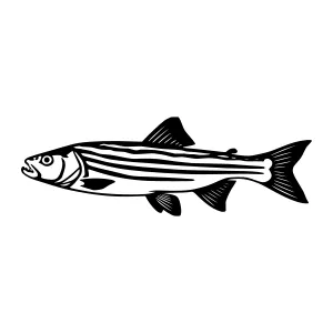 Black & White Striped Fish Illustration