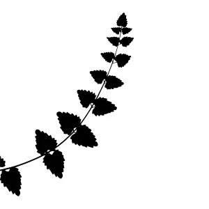 Black Leaf Silhouette on White Background