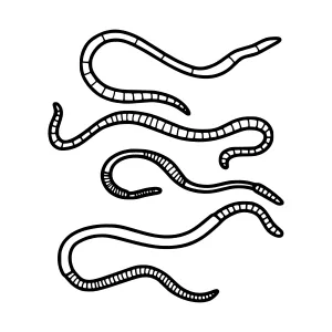 Worms Line Art Illustration - Set