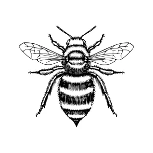 Vintage Bee Illustration - Black & White