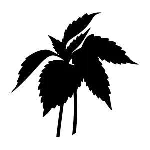 Black Palm Leaf Silhouette Vector Graphic