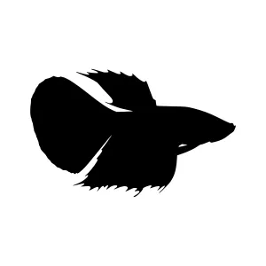 Betta Fish Silhouette Vector Illustration