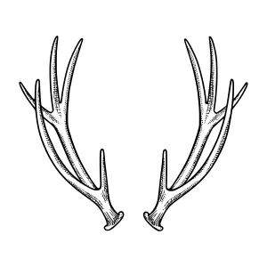 Vintage Deer Antlers - Line Art Illustration