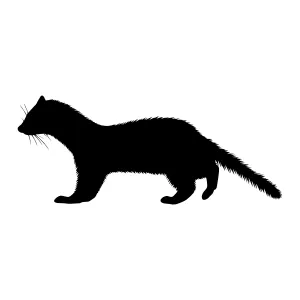 Black Ferret Silhouette Vector Graphic