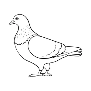 Line Art Pigeon Illustration