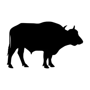 Black Bull Silhouette Vector Illustration