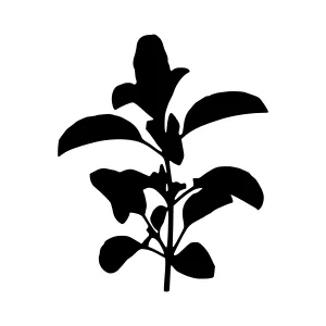 Black Silhouette Leaf Illustration