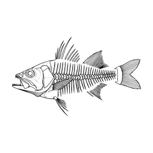 Detailed Fish Skeleton Illustration
