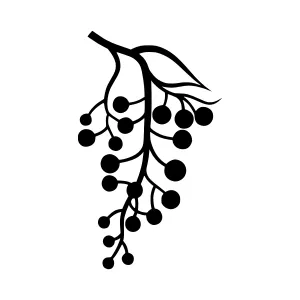 Black Grape Vine Icon - Simple Graphic