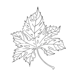 Black Line Art Maple Leaf