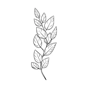 Hand Drawn Eucalyptus Branch Line Art
