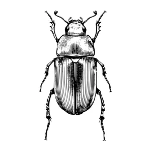 Vintage Beetle Illustration - Detailed Engraving