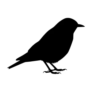 Black Bird Silhouette Vector Illustration