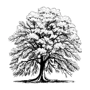 Vintage Tree Illustration - Black & White Sketch