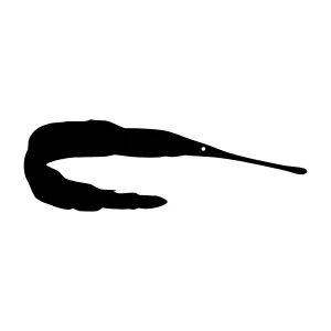Elegant Eel Silhouette Vector Illustration
