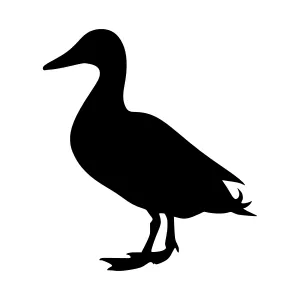 Black Duck Silhouette Vector Illustration
