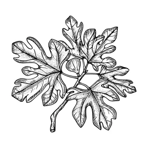 Vintage Fig Leaf Illustration - Botanical Line Art