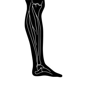 Leg Muscle Silhouette - Anatomical Illustration