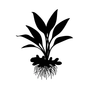 Black Orchid Silhouette Vector Illustration
