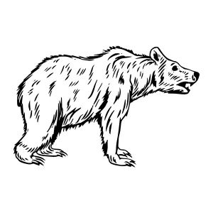 Vintage Bear Illustration - Hand Drawn Sketch