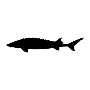 Black Sturgeon Silhouette Vector Graphic