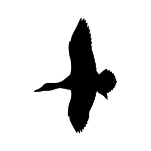 Black Swan Silhouette Flying