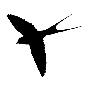 Silhouette Swallow Flying - Minimalist Bird Graphic